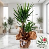 Çift Gövdeli Yuka (Yucca) Saksı Bitkisi